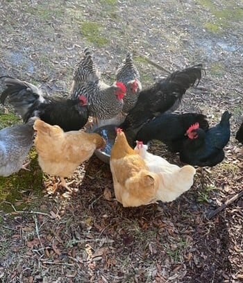 hens.jpg