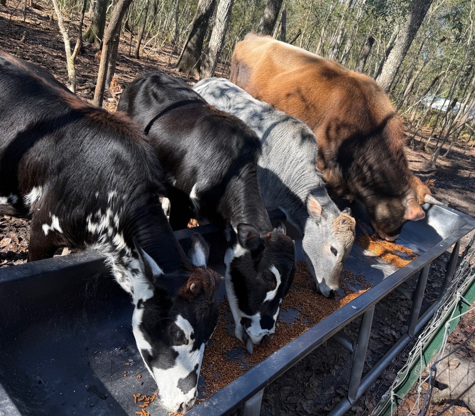 our cows.jpg